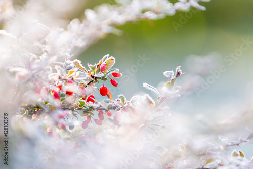 Red berries coated in frost