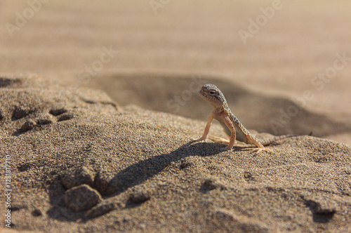 Phrynocephalus guttatus