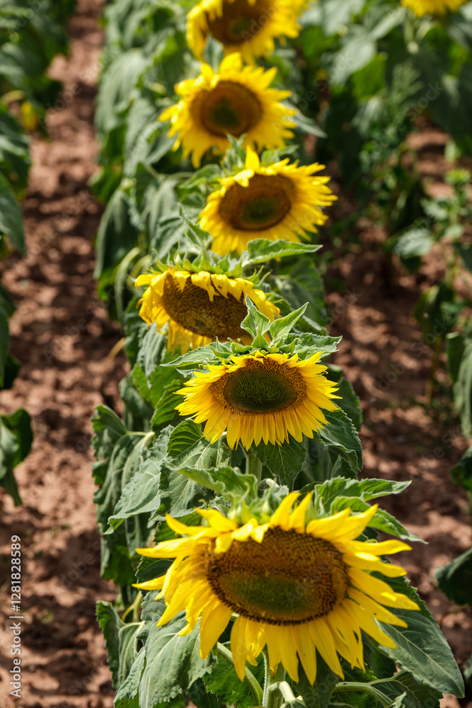 A close-up of a blooming sunflower in a vast sunflower field. Sunflowers field close view.