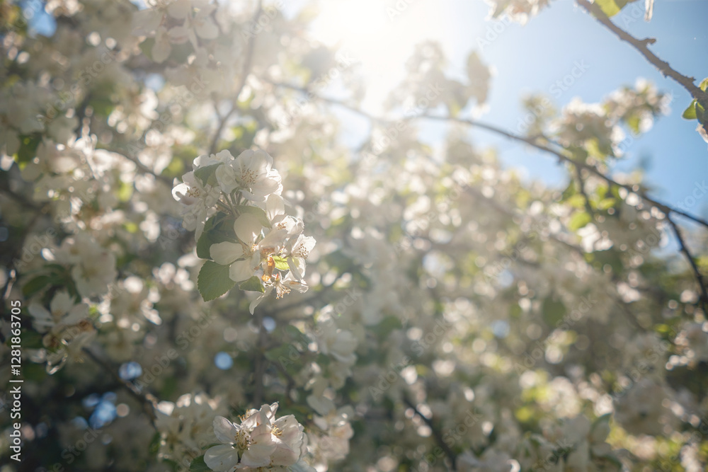 The Delightful and Captivating View of Blossoming Flowers Under the Bright and Warm Sunlight