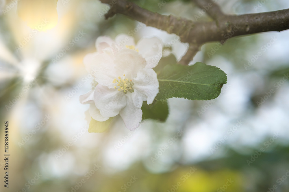 The Delightful and Captivating View of Blossoming Flowers Under the Bright and Warm Sunlight The Delightful and Captivating View of Blossoming Flowers Under the Bright and Warm Sunlight