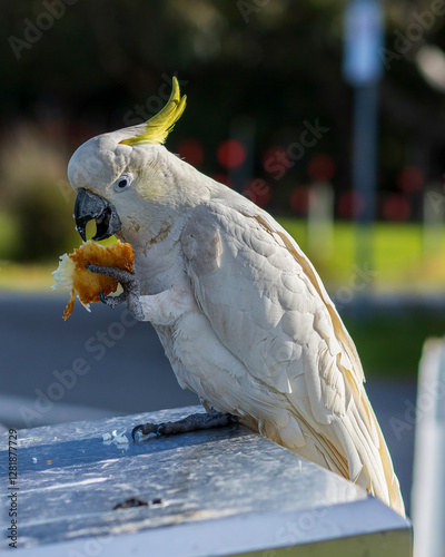 sulphur crested cockatoo eating bread