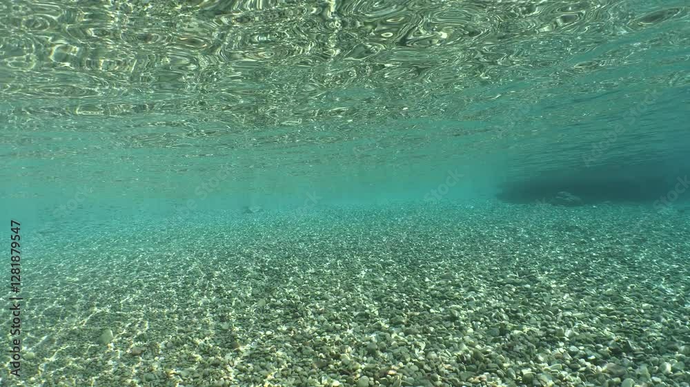 fish eating the partucles on the surface of water underwater  feeding ocean scenery of behaviour