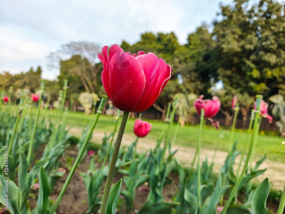 Pink Tulips flower in garden at Shantipath, Delhi India Pink Tulips flower in garden at Shantipath, Delhi India
