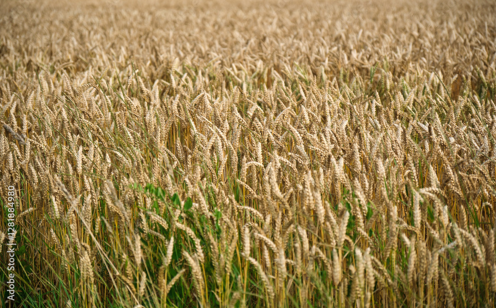 Ears of golden wheat over sunset sky. Close up beauty nature field background with sun flare. Germany.