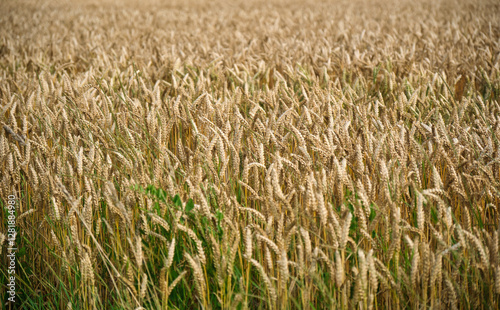 Obraz na płótnie Ears of golden wheat over sunset sky. Close up beauty nature field background with sun flare. Germany. w salonie
