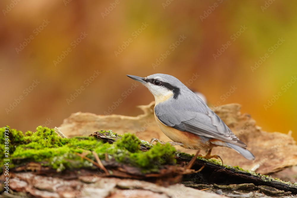 Portrait of a eurasian nuthatch. Sitta europaea. A eurasian nuthatch sits on a tree stump. Portrait of a eurasian nuthatch. Sitta europaea. A eurasian nuthatch sits on a tree stump.