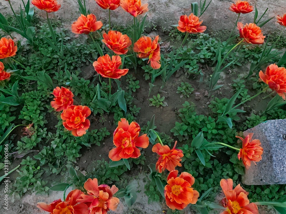 Fototapeta premium Orange Tulips flower in garden at Shantipath, Delhi India