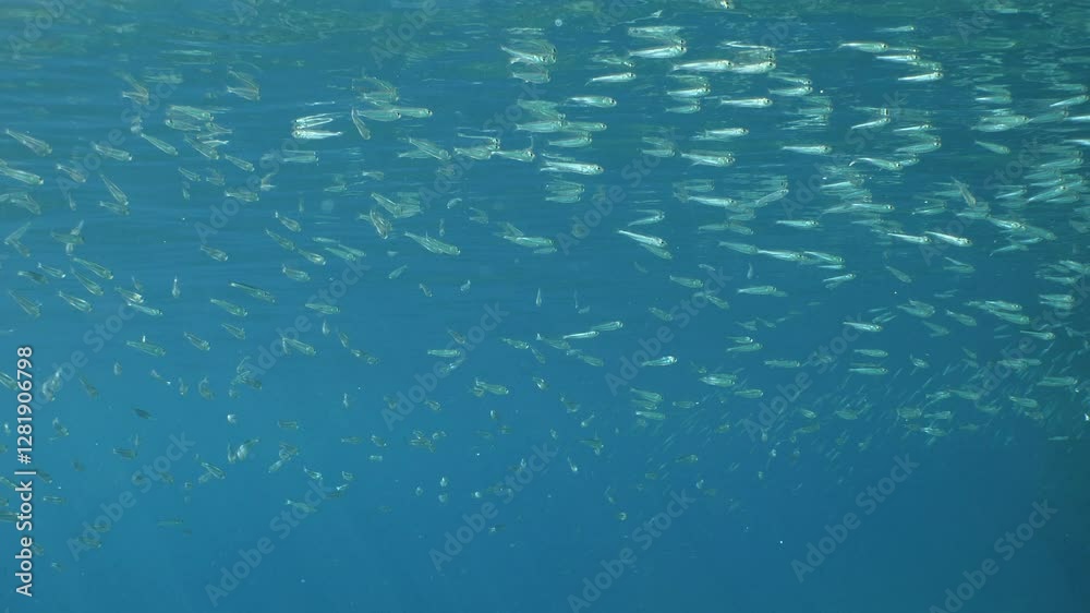fish eating the partucles on the surface of water underwater  feeding ocean scenery of behaviour