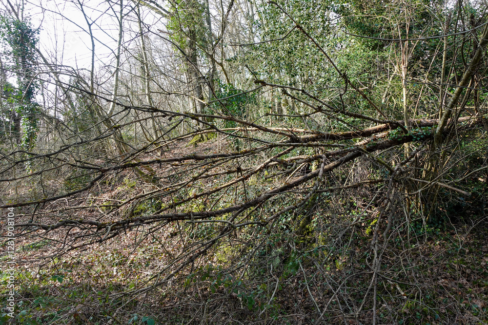 Obraz premium Fallen Tree in Dense Forest