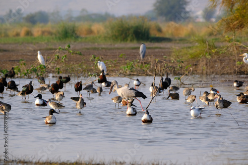 Photography 18 January 2025, Bird watching at Bhigwan Bird Sanctuary – famous for flamingos, Bhigwan is a small town around 100 kms away from Pune, Maharashtra, India