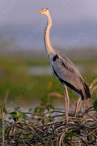 Photography 18 January 2025, Bird watching at Bhigwan Bird Sanctuary – famous for flamingos, Bhigwan is a small town around 100 kms away from Pune, Maharashtra, India