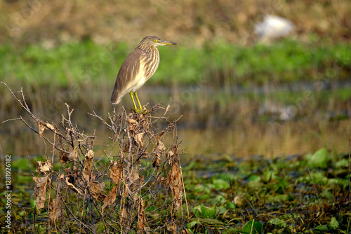 Photography 18 January 2025, Bird watching at Bhigwan Bird Sanctuary – famous for flamingos, Bhigwan is a small town around 100 kms away from Pune, Maharashtra, India