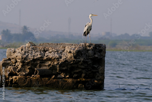 Photography 18 January 2025, Bird watching at Bhigwan Bird Sanctuary – famous for flamingos, Bhigwan is a small town around 100 kms away from Pune, Maharashtra, India