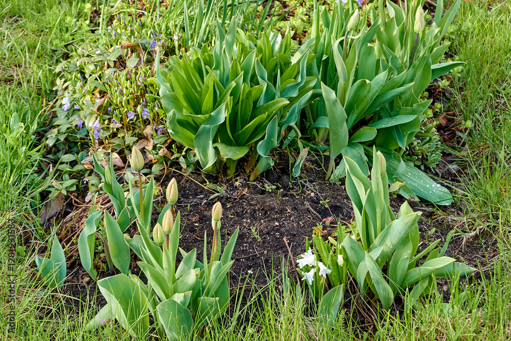 Obraz premium beautiful green city flower bed in the evening in spring. background for designer, artist, screensaver, desktop, wallpaper