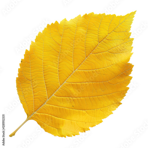 Large yellow leaf on a tree branch