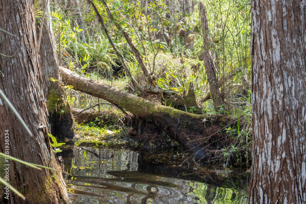 Fototapeta premium Trees in the Everglades