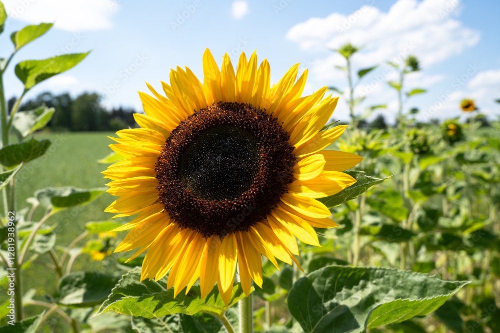 Sunflower on sunny day in summer 
