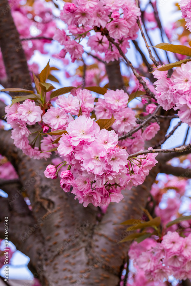 Close-Up of Pink Cherry Blossom Sakura Flowers in Bloom