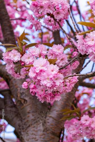 Obraz na płótnie Close-Up of Pink Cherry Blossom Sakura Flowers in Bloom w salonie