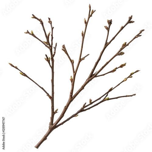 A close up of a tree branch with buds