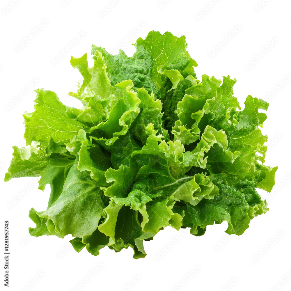Fresh green lettuce salad leaves isolated on a clean transparent background for culinary presentations and recipes, Lettuce salad leaves isolated on transparent background Fresh green lettuce salad leaves isolated on a clean transparent background for culinary presentations and recipes, Lettuce salad leaves isolated on transparent background