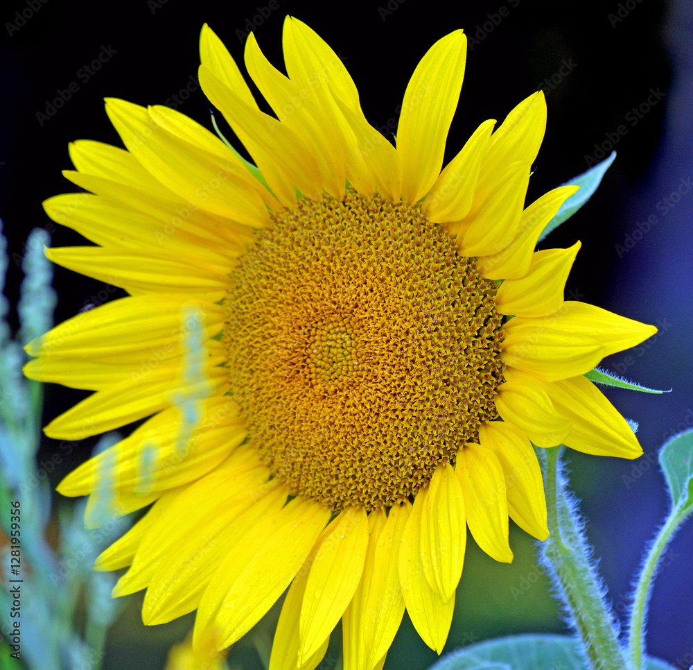 Naklejka premium Sonneblume 