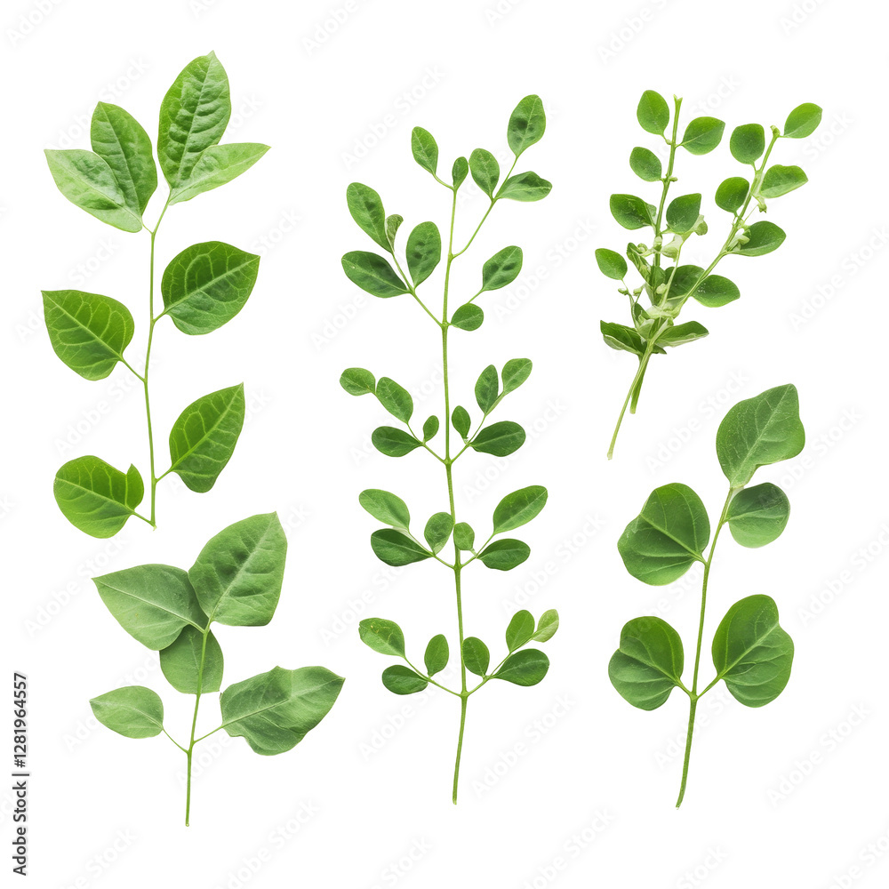 Obraz premium Moringa leaves displayed on a transparent background showcasing their vibrant green color and unique leaf structure, Moringa leaves on transparent background