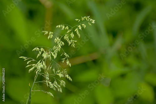  Smooth meadow grass, close-up, selective focus with bokeh dark green background - Poa pratensis 