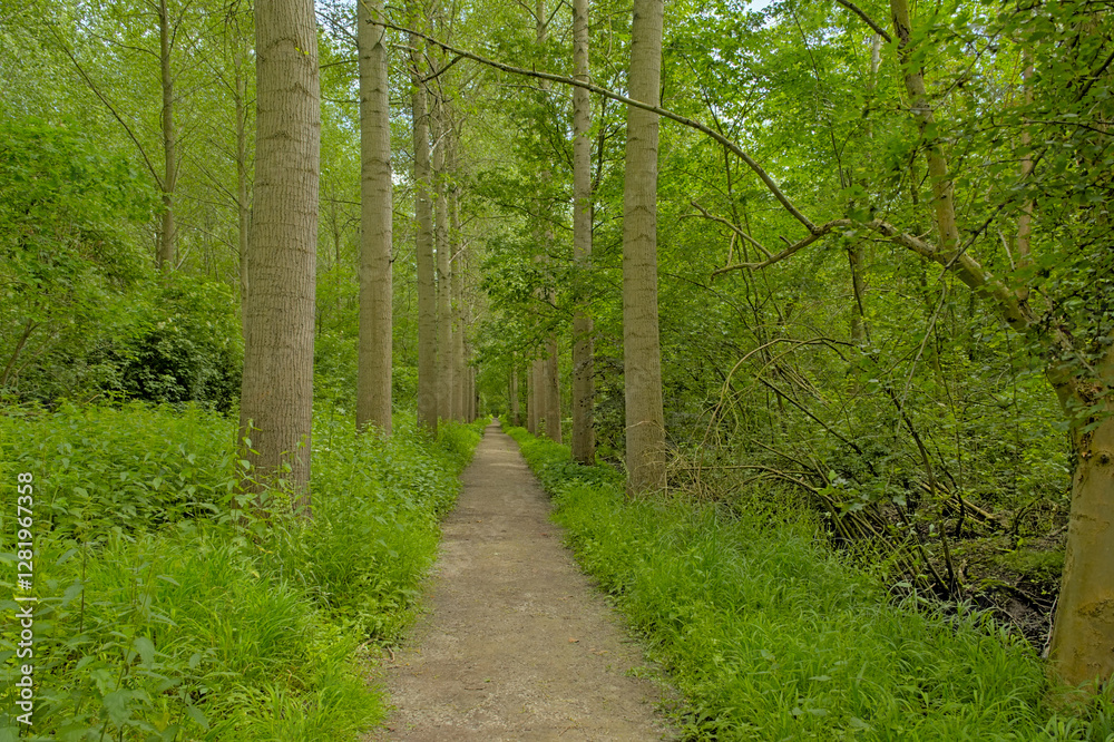 Hiking trail though a green forest in the flemish countryside Hiking trail though a green forest in the flemish countryside