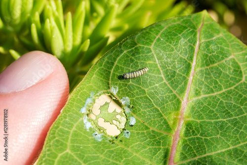 A Tiny Monarch Butterfly Caterpillar on a Common Milkweed Leaf photo