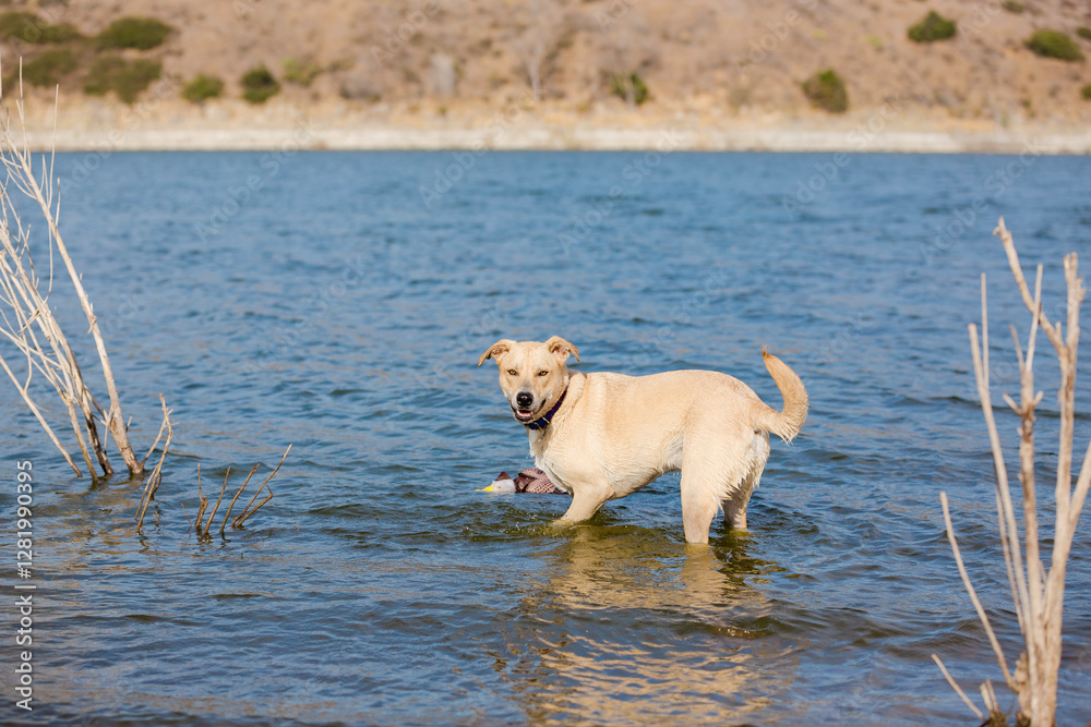 Happy tan and white mixed breed dog playing in water at lake shore smiling looking at camera Happy tan and white mixed breed dog playing in water at lake shore smiling looking at camera