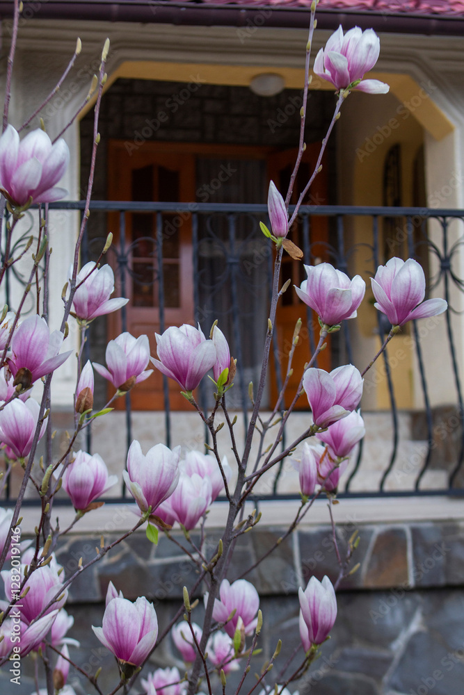 Tender magnolia flowers in a city park, spring Moldova. Selective focus.