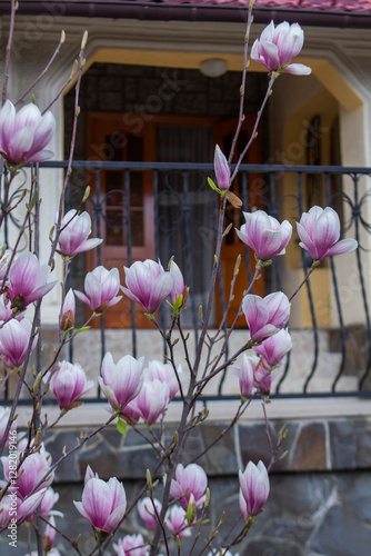 Obraz na płótnie Tender magnolia flowers in a city park, spring Moldova. Selective focus. w salonie
