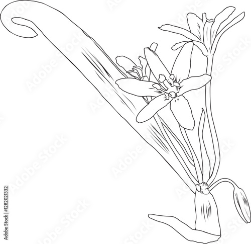 yellow star of bethlehem flower outline vector illustration. Hand drawn sketch of blooming floral plant. Botanical line art. Great for wedding decor, cards and invitations 