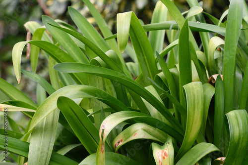 Fotografía Agapanthus africanus leaves