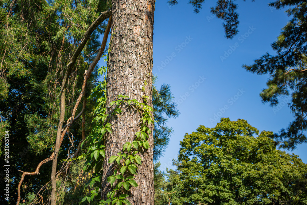 Fototapeta premium Tree trunk of pine with textured bark surrounded by green vines climbing up its surface in a natural setting.