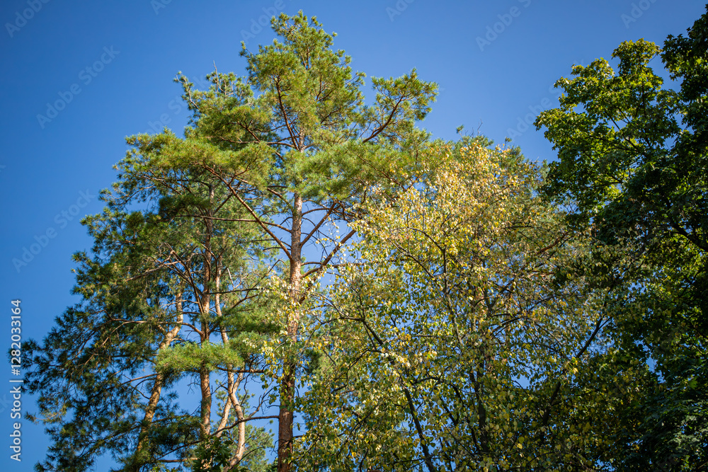 Tall green pine trees and leafy deciduous trees against a bright blue sky on a sunny day. Tall green pine trees and leafy deciduous trees against a bright blue sky on a sunny day.