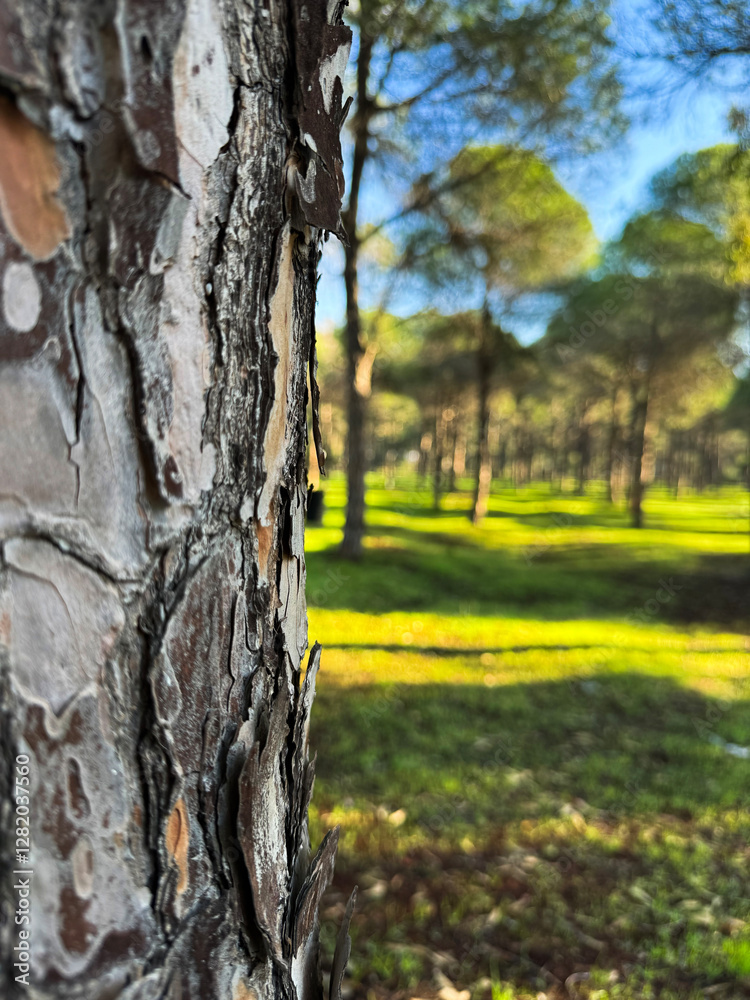 Fototapeta premium Pine tree bark in focus with lush green forest background under clear blue sky
