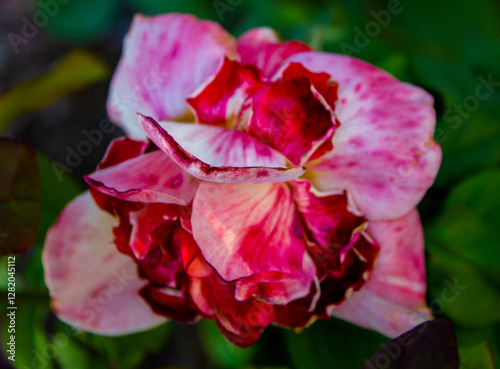 senescent rose