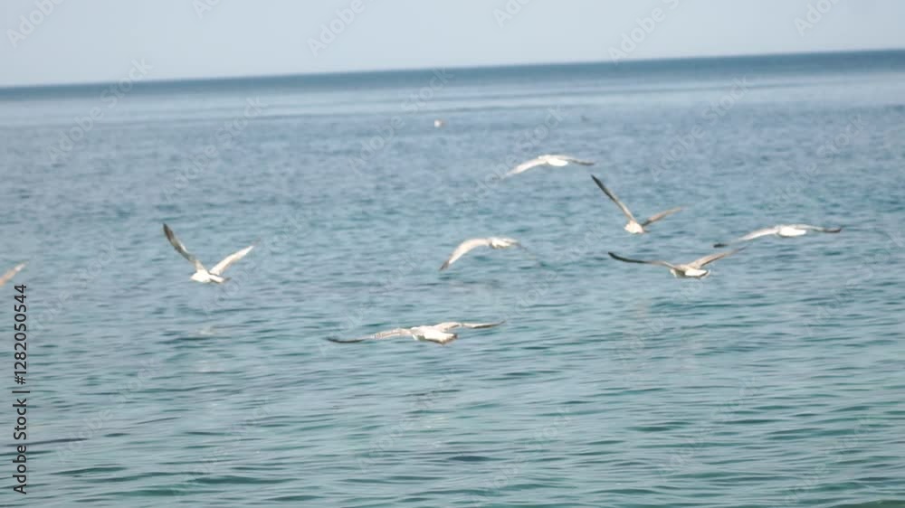 Seagulls Flying Water Ocean - A flock of seagulls flies over a calm ocean. Seagulls Flying Water Ocean - A flock of seagulls flies over a calm ocean.