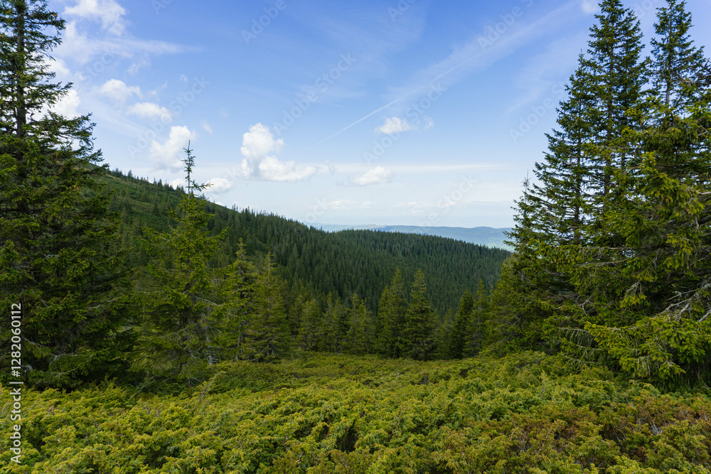 Fototapeta premium forest in the mountains on clear sky day with big green pine trees