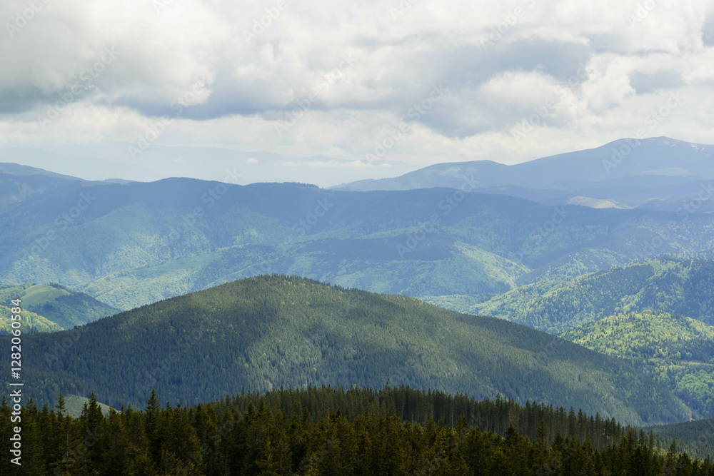 Fototapeta premium forest in the mountains on clear sky day with big green pine trees