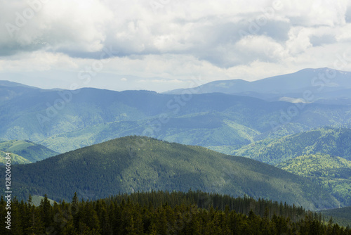 forest in the mountains on clear sky day with big green pine trees