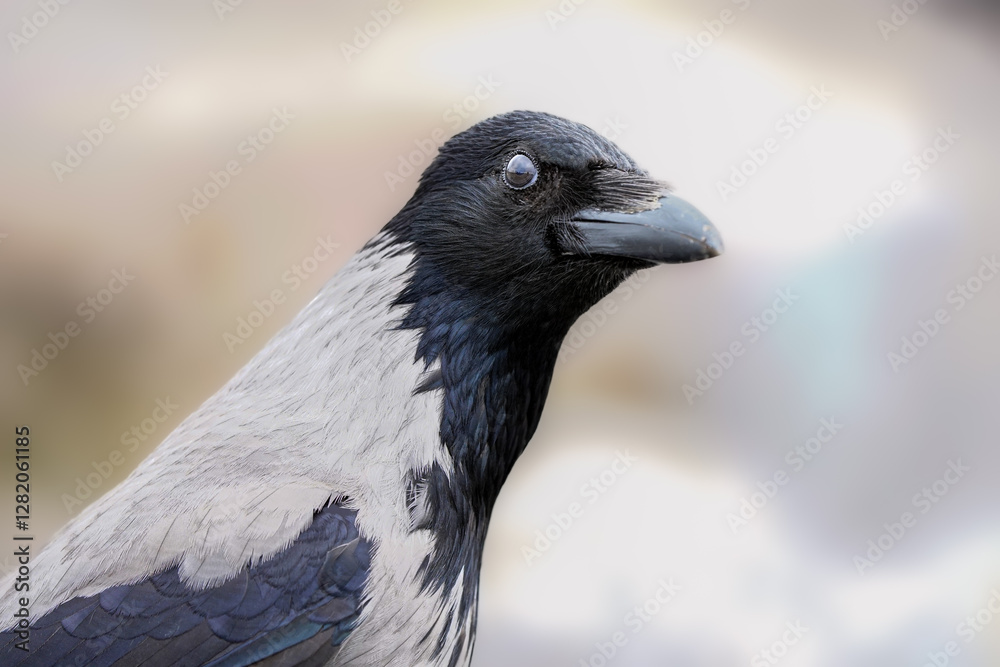 Fototapeta premium A detailed close-up of a hooded crow with sharp black and grey feathers, showcasing its intelligent gaze against a softly blurred background.