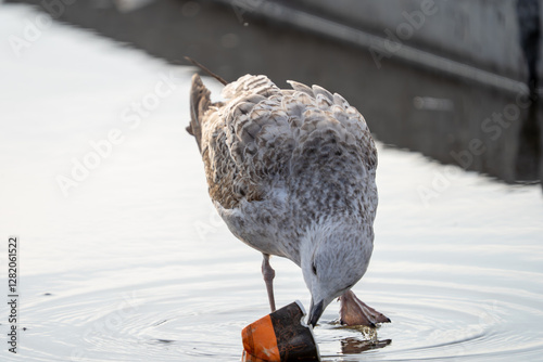 Canvas Print A juvenile seagull standing in shallow water, pecking at a piece of floating tra