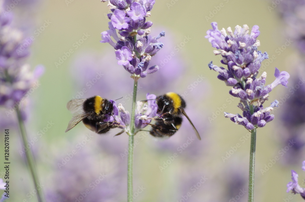 bumblebee on lavender bumblebee on lavender