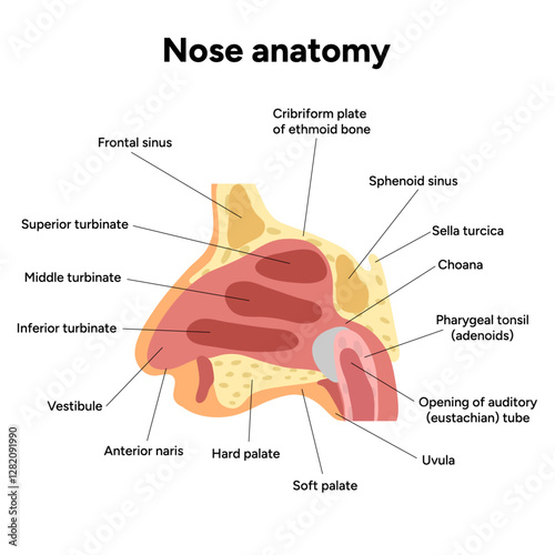 Bone structure of the nose with internal nose anatomy. Medical diagram infographic Otolaryngology