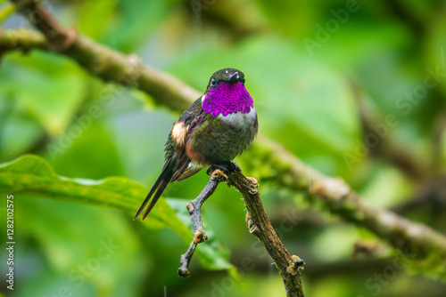 Purple-throated woodstar hummingbird photo