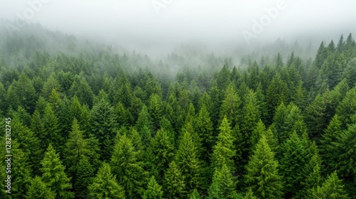 Misty Forest Aerial View, Lush Green Trees, Nature Scene